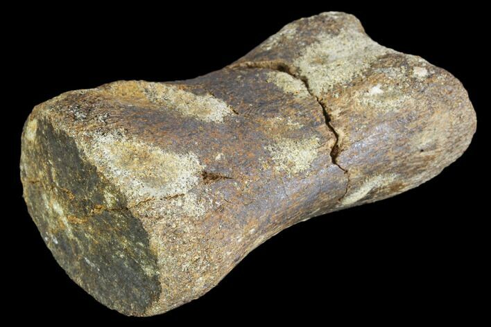 Bargain, Hadrosaur Phalange (Toe Bone) - Montana #103748